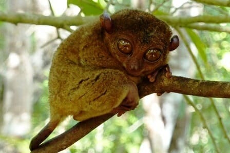 Tarsier Koboldmaki auf Bohol