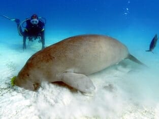 Dugong Seekuh