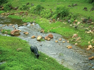 Biliran Kalabaw