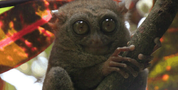 Tarsier Insel Bohol