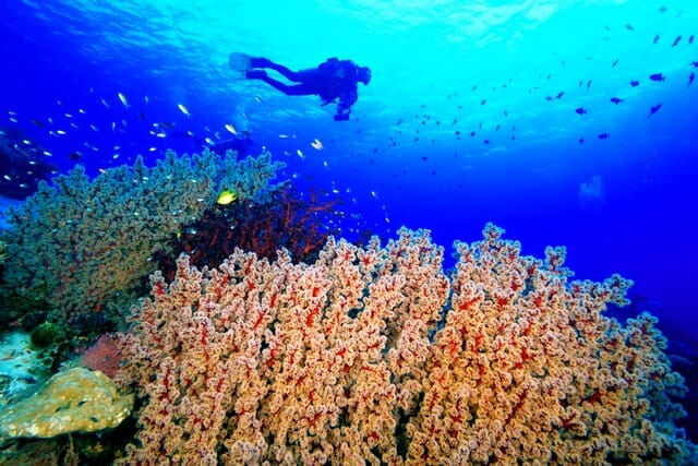 Tubbataha Korallenriff